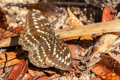 Lexias pardalis jadeitina