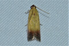 Piesmopoda semilutea