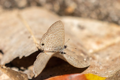 Prosotas nora ardates