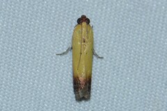 Piesmopoda semilutea