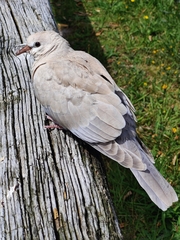 Streptopelia roseogrisea