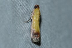 Piesmopoda semilutea