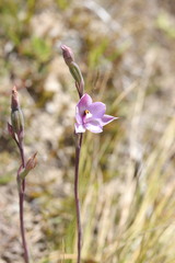Thelymitra nervosa