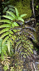 Blechnum montanum