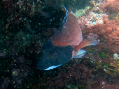 Bodianus pulcher