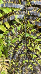 Blechnum montanum