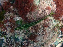 Heterostichus rostratus