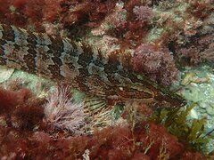 Heterostichus rostratus