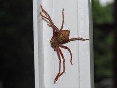 Sparassidae