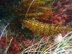 Heterostichus rostratus