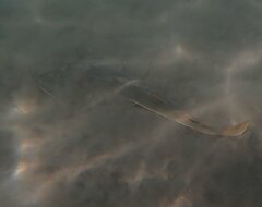 Pseudobatos productus