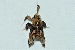 Sacada constrictalis