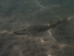 Pseudobatos productus