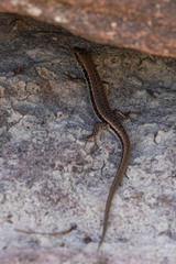 Sphenomorphus maculatus