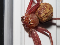 Sparassidae