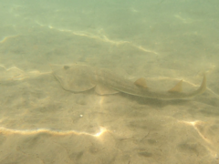 Pseudobatos productus