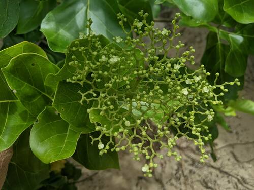 Premna serratifolia observed 2023-01-01