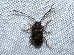 Ptilodactyla