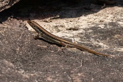 Sphenomorphus maculatus