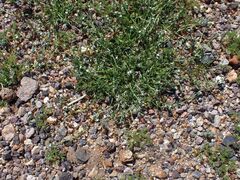 Pectocarya peninsularis