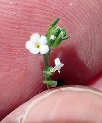 Pectocarya peninsularis
