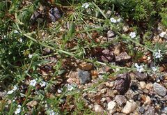 Pectocarya peninsularis
