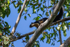 Ratufa bicolor
