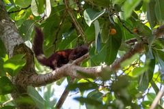 Callosciurus finlaysonii