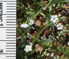 Pectocarya peninsularis