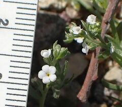 Pectocarya peninsularis