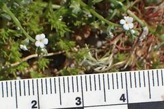 Pectocarya peninsularis