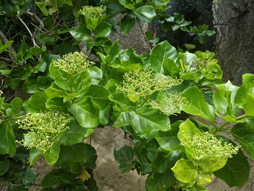 Premna serratifolia observed 2023-01-01