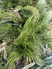 Aciphylla glacialis