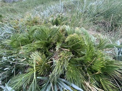 Aciphylla glacialis