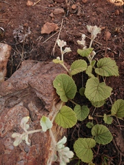 Hermannia transvaalensis