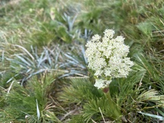 Aciphylla glacialis
