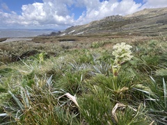 Aciphylla glacialis