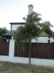 Sophora microphylla