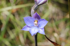 Thelymitra pulchella