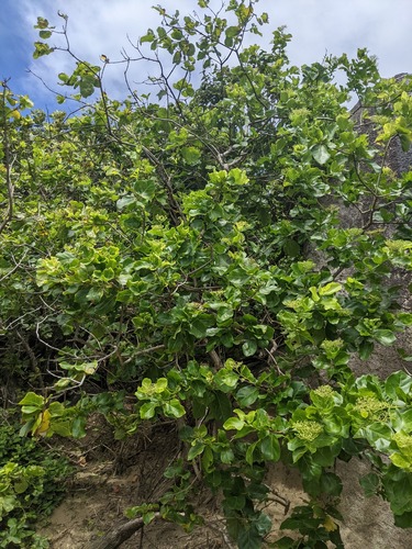 Premna serratifolia observed 2023-01-01