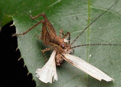 Macropathinae