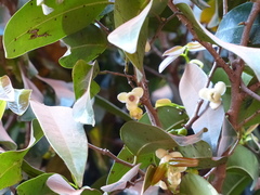 Sageraea laurina