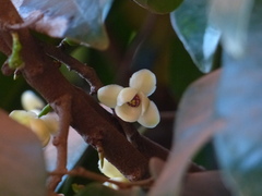 Sageraea laurina