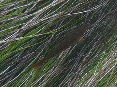 Halichoeres semicinctus