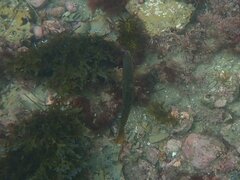 Halichoeres semicinctus