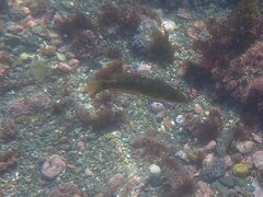 Halichoeres semicinctus