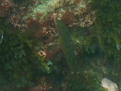 Halichoeres semicinctus