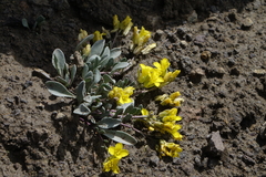 Physaria scrotiformis