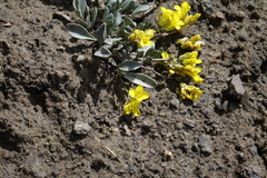 Physaria scrotiformis