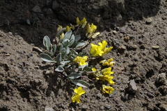 Physaria scrotiformis